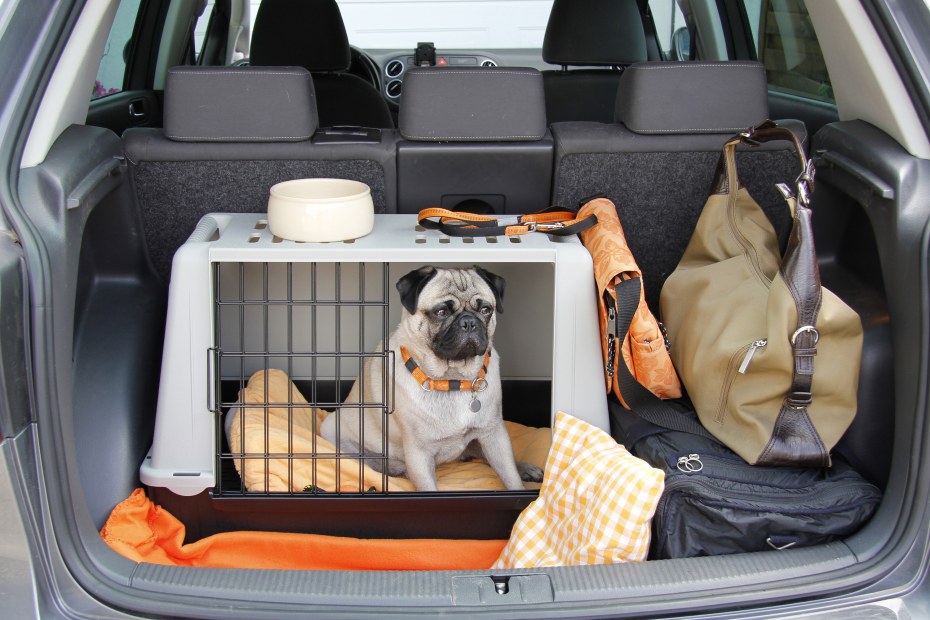 How to Keep Your Car Clean with Pets | Via